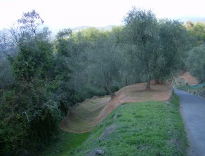 oliven (2) 